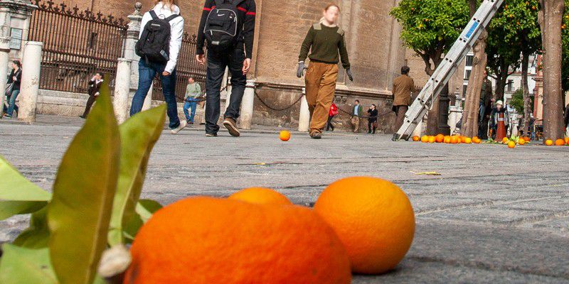 Historia de la denominación internacional Seville Orange