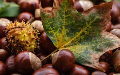 Las frutas de otoño