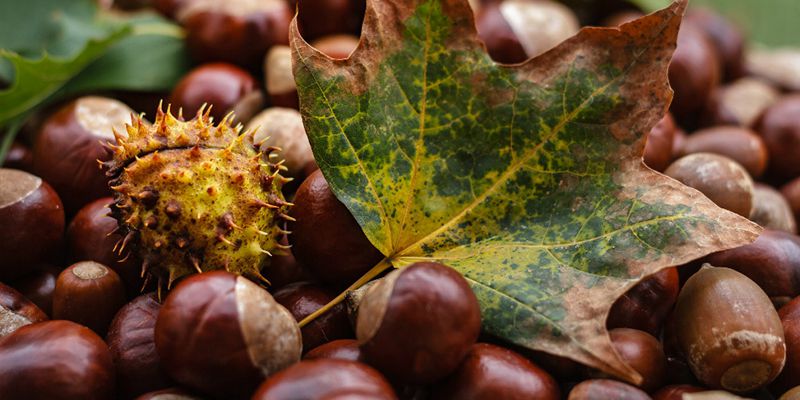 Las frutas de otoño