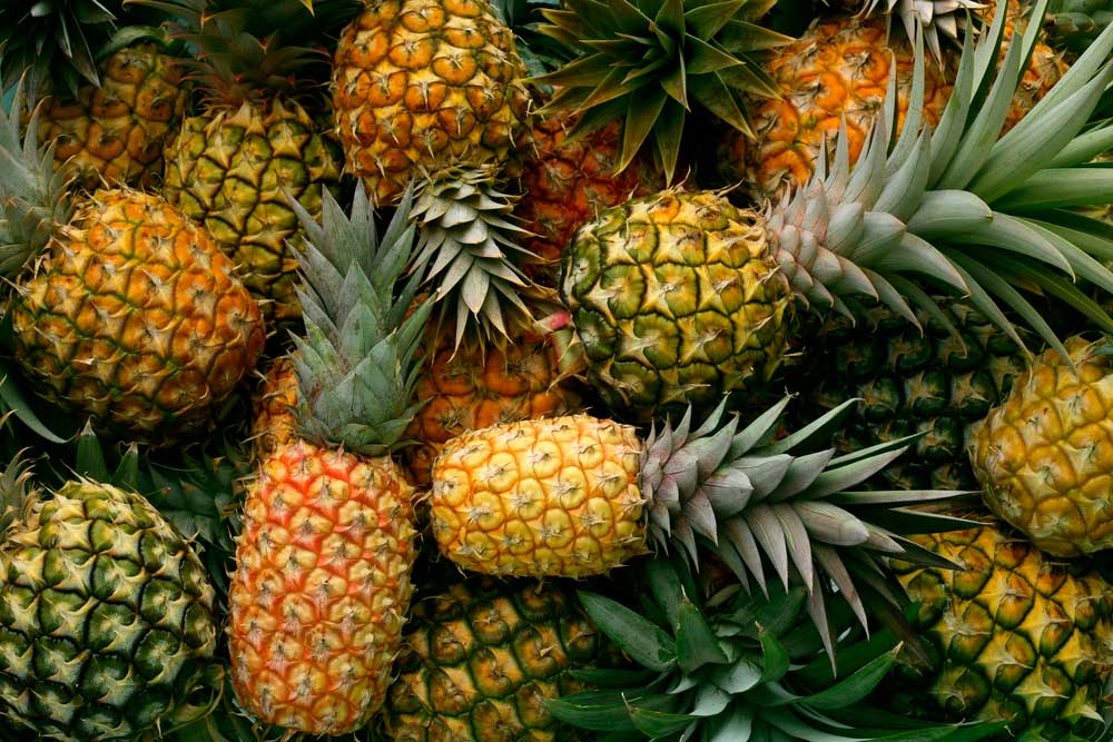 La pìña una de las frutas tropicales más ricas - La Vieja Fábrica La pìña una de las frutas tropicales más ricas